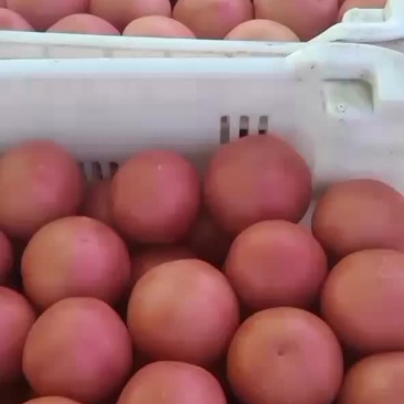 壶关旱地西红柿