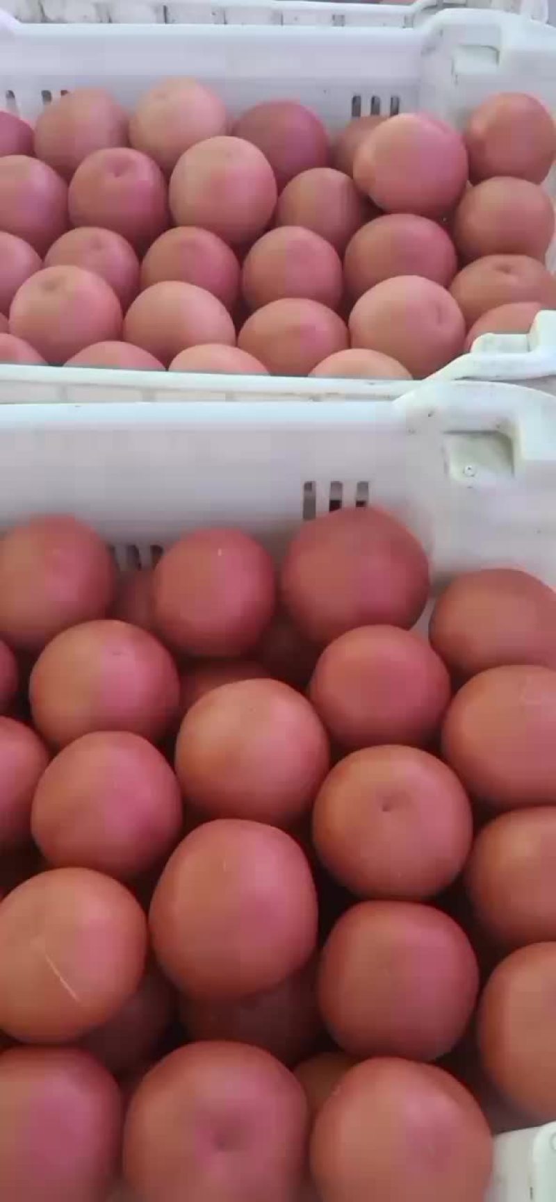 壶关旱地西红柿
