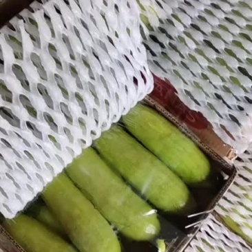 西葫芦棚里的