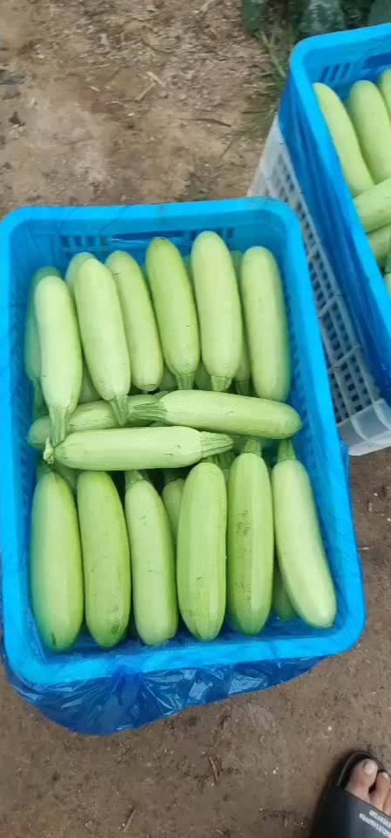西葫芦棚里的