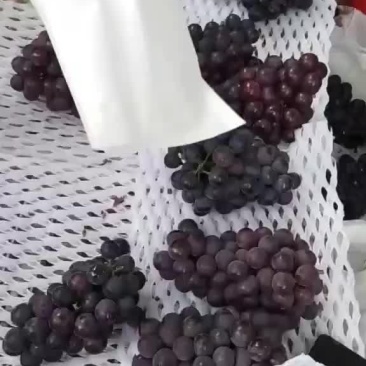 巨峰葡萄，味美，果大！