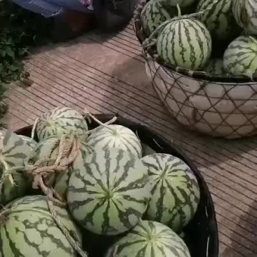 西瓜