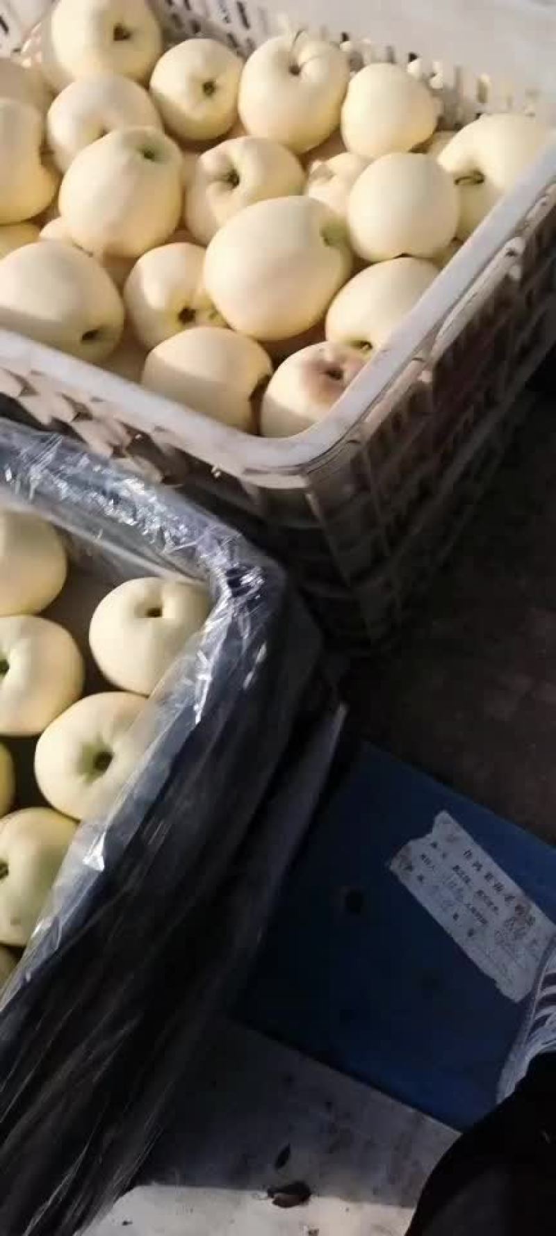 辽宁葫芦岛绥中黄金帅大量现货价格美丽有需要的联系我，
