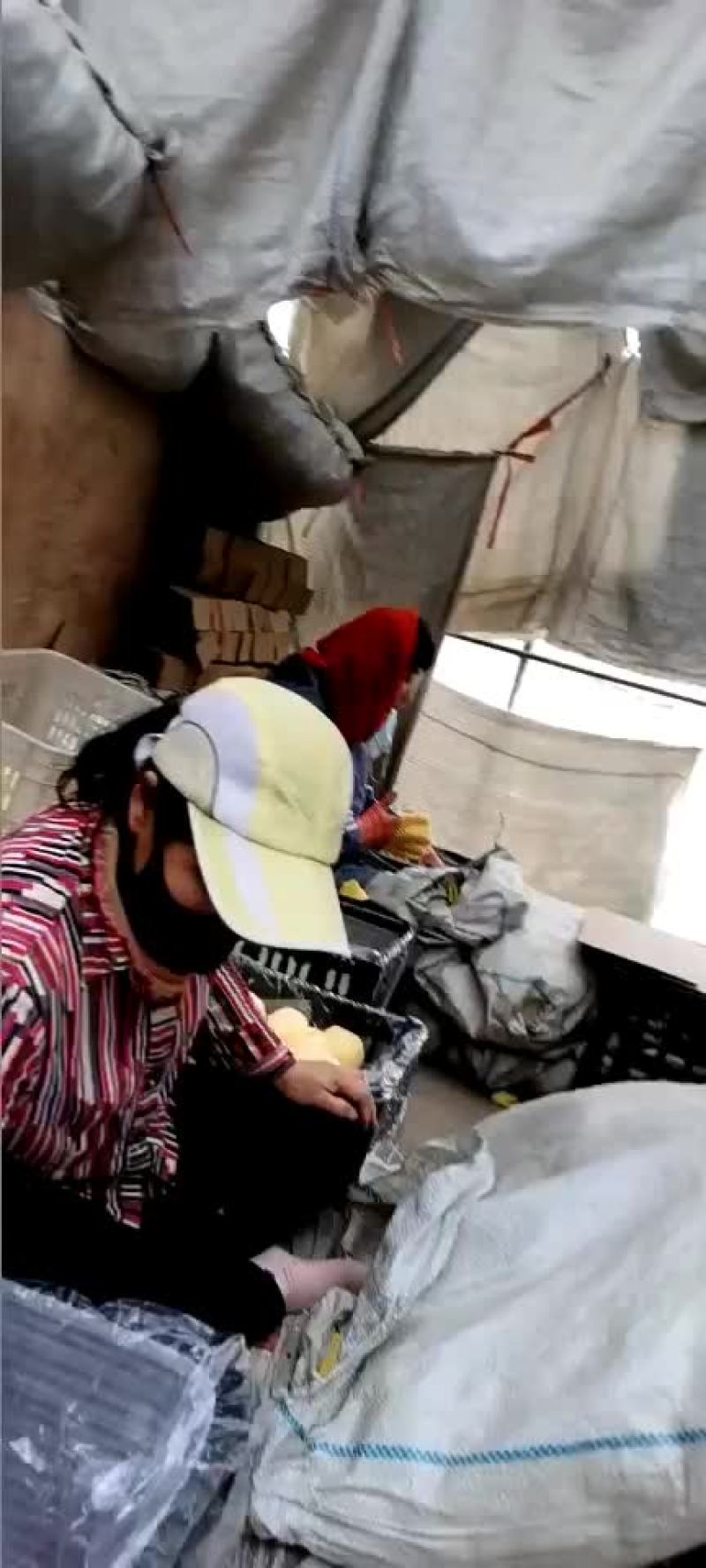 辽宁葫芦岛绥中黄金帅大量现货价格美丽有需要的联系我，