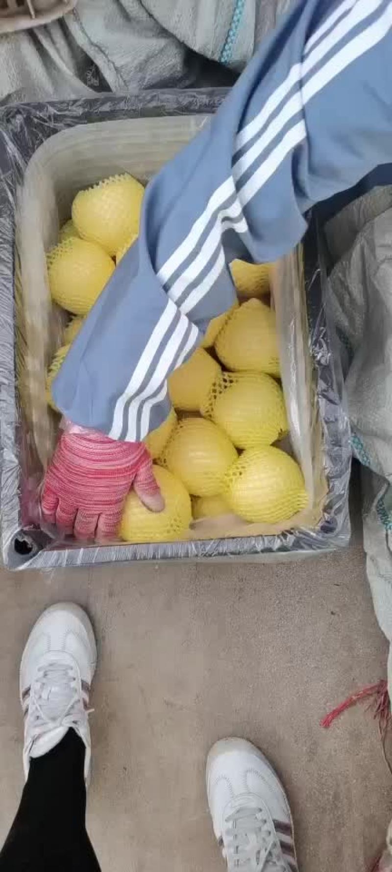 辽宁葫芦岛绥中黄金帅大量现货价格美丽有需要的联系我，