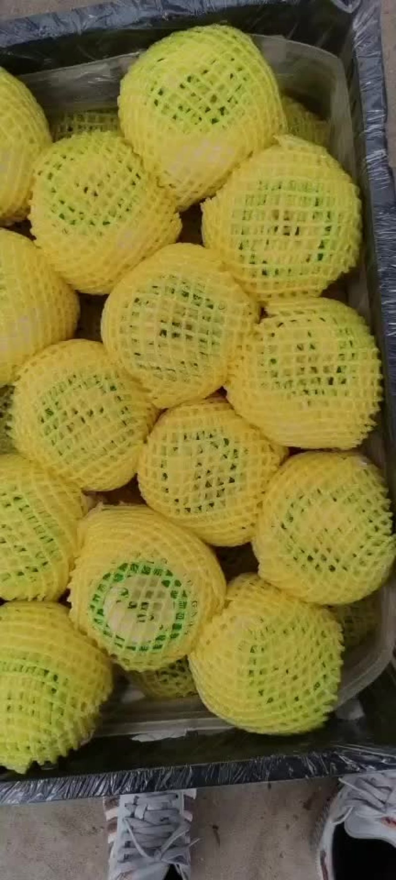 辽宁葫芦岛绥中黄金帅大量现货价格美丽有需要的联系我，
