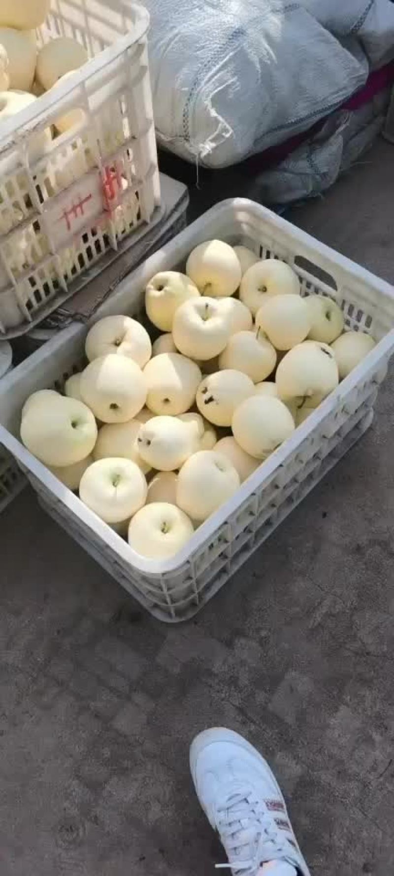 辽宁葫芦岛绥中黄金帅大量现货价格美丽有需要的联系我，