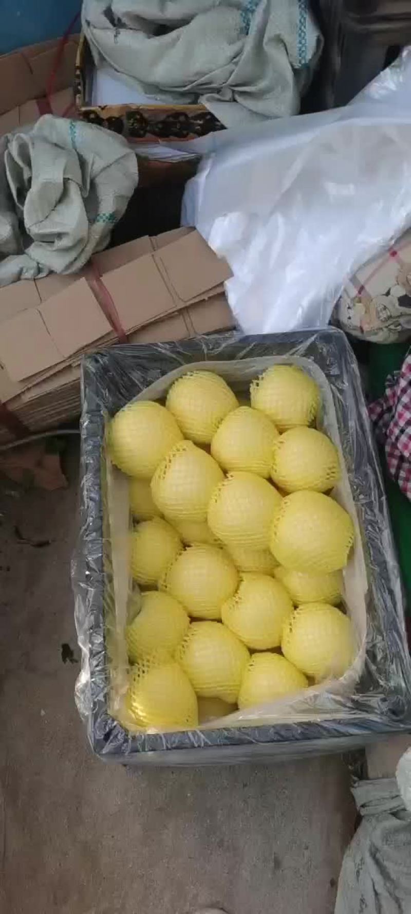 辽宁葫芦岛绥中黄金帅大量现货价格美丽有需要的联系我，