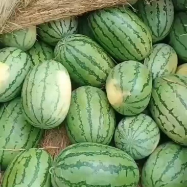 西沙瓜在宁河