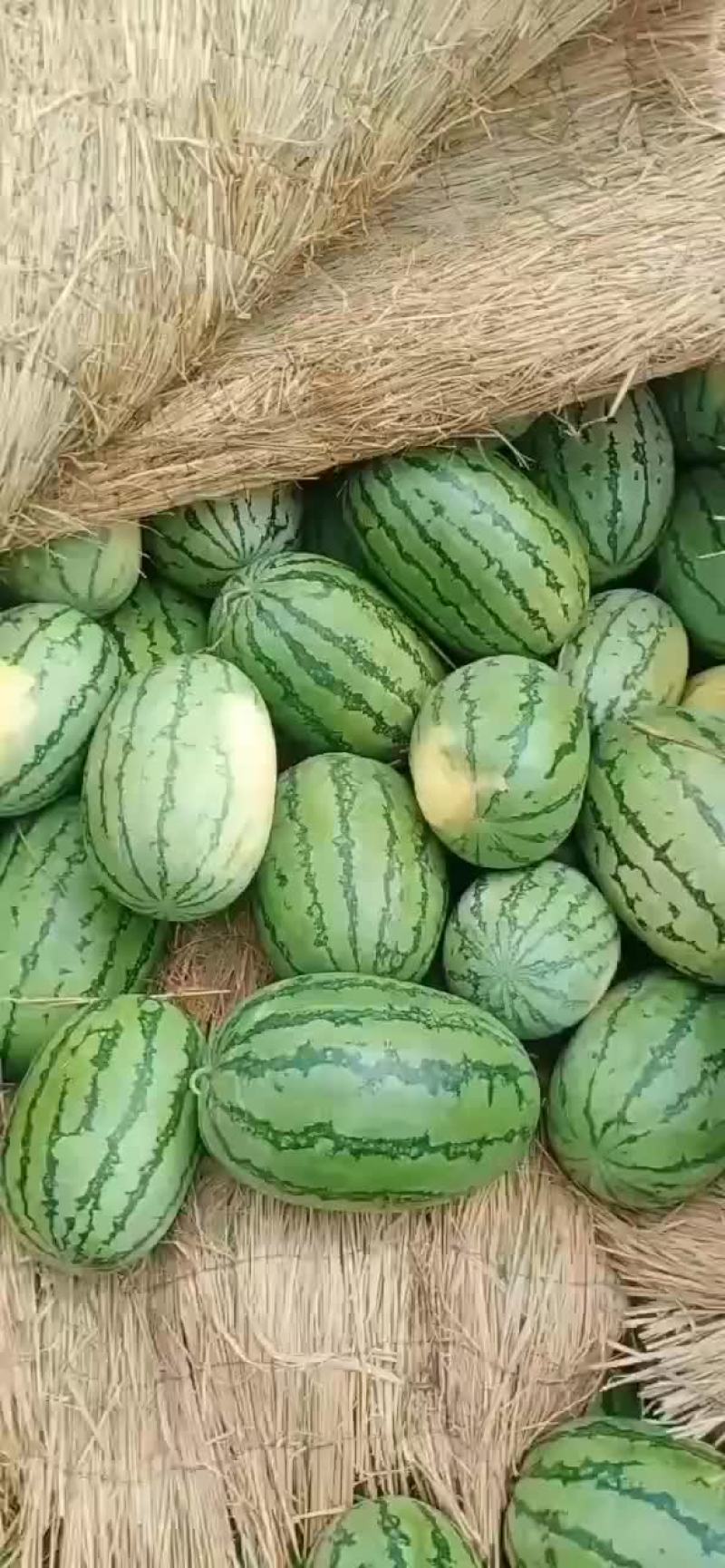 西沙瓜在宁河