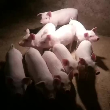 体型仔猪瘦肉型要的联系呵