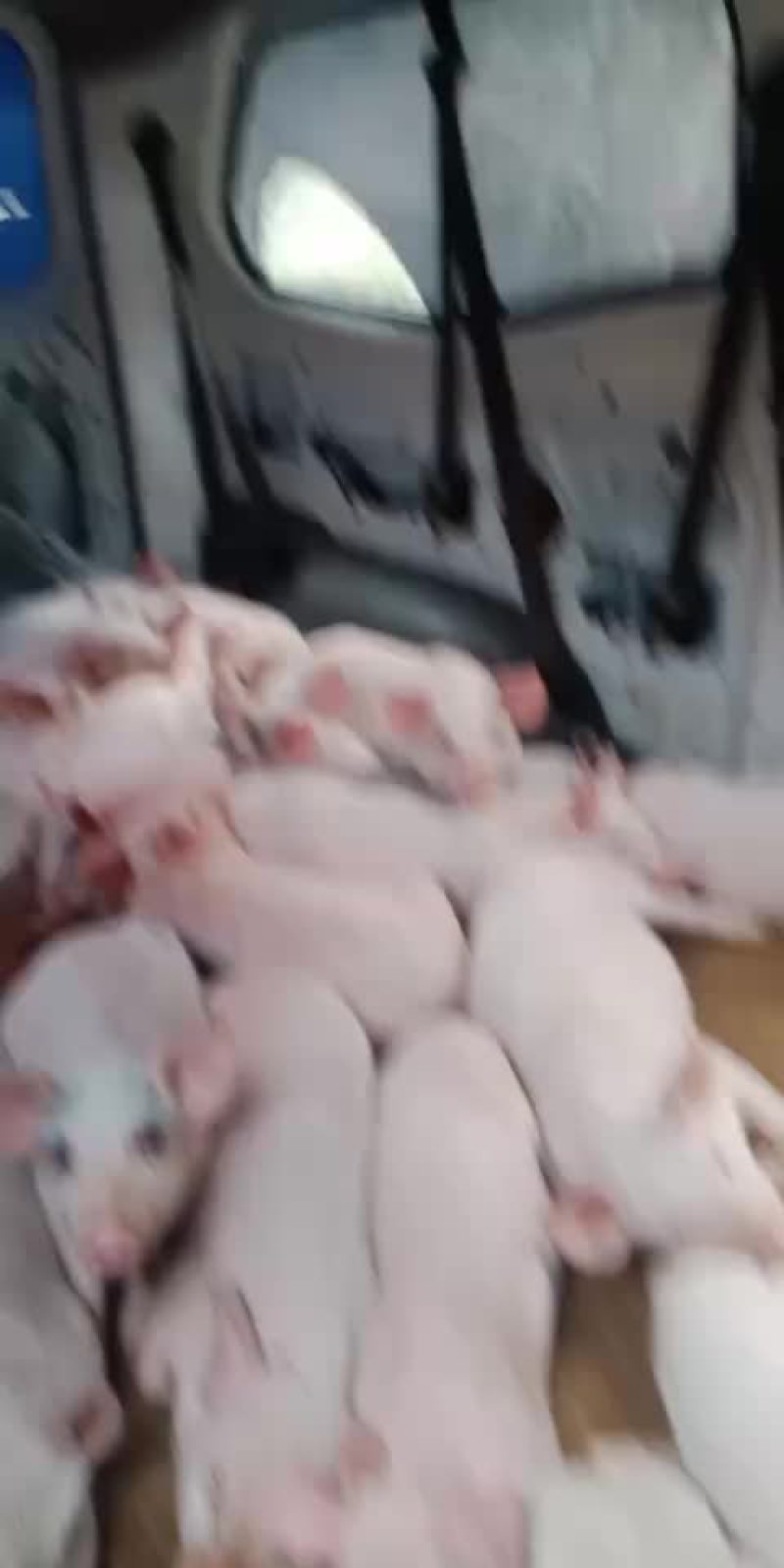 体型仔猪瘦肉型要的联系呵