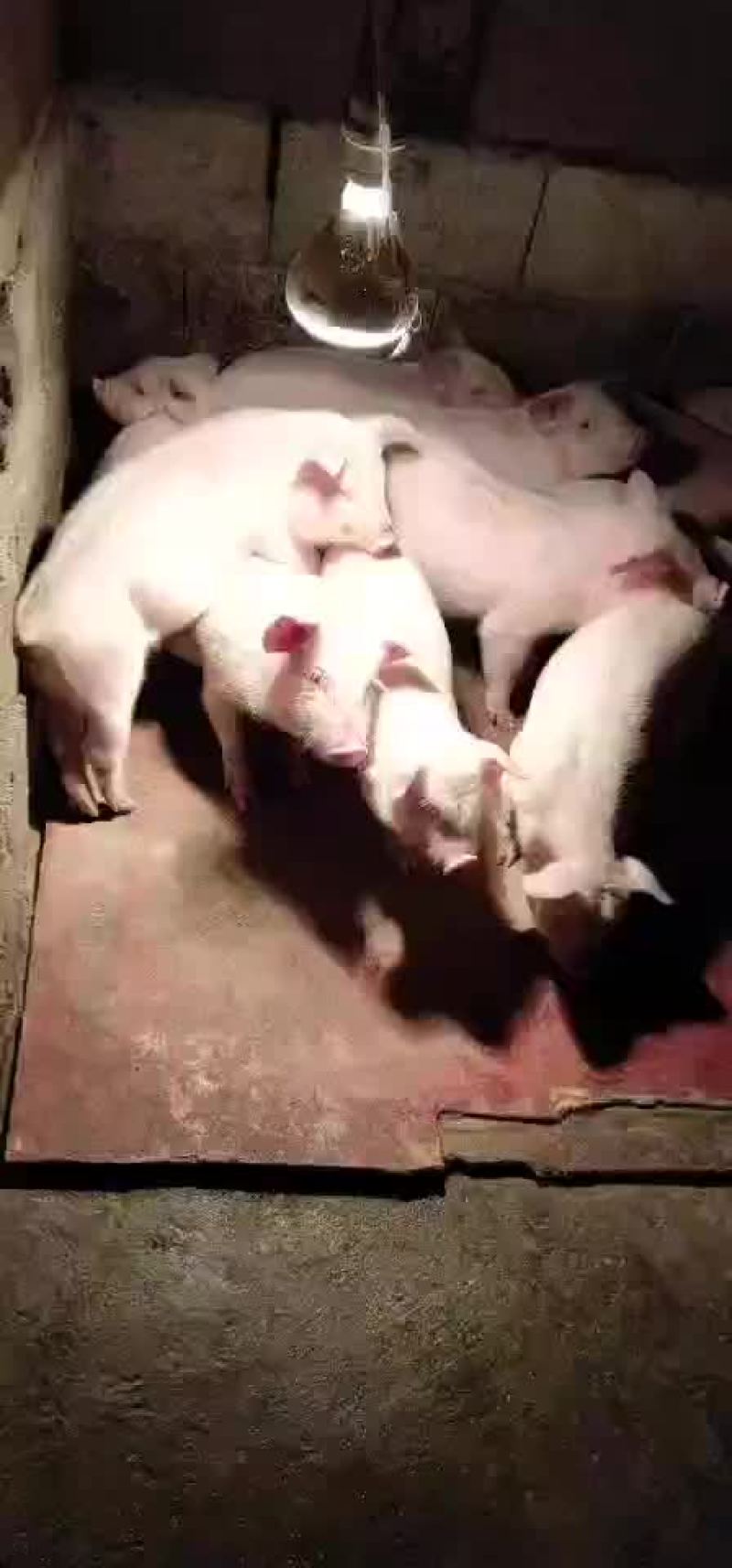 体型仔猪瘦肉型要的联系呵