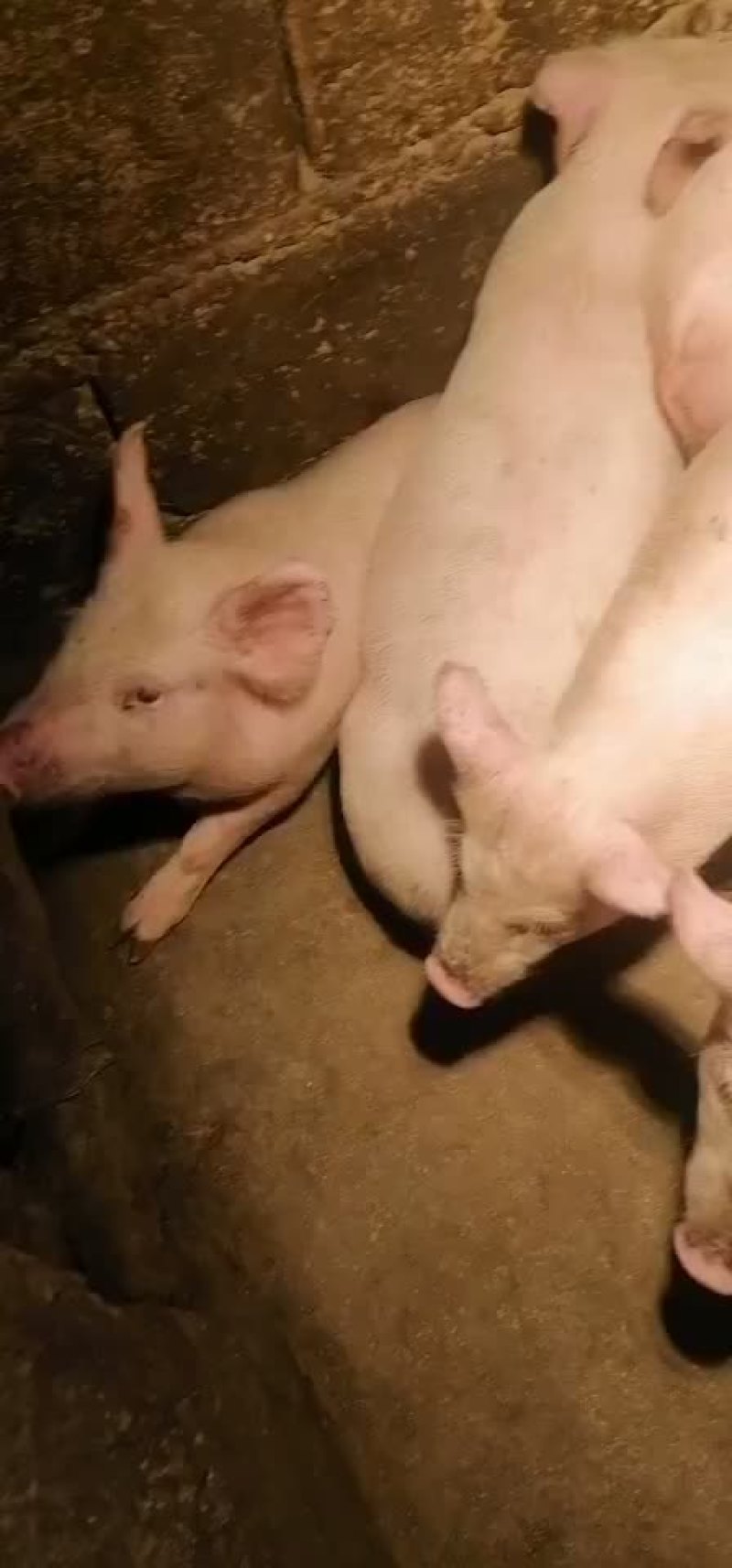 体型仔猪瘦肉型要的联系呵