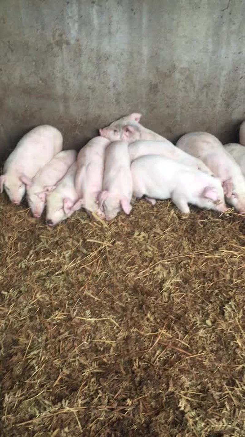 体型仔猪瘦肉型要的联系呵