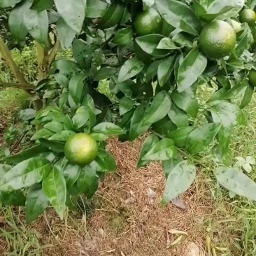 沃柑