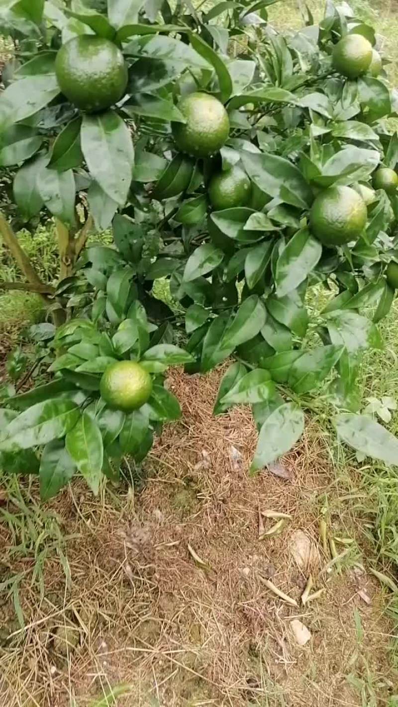 沃柑