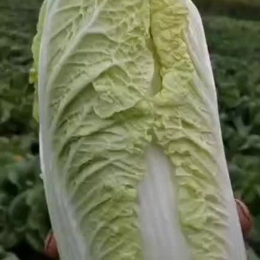 娃娃菜