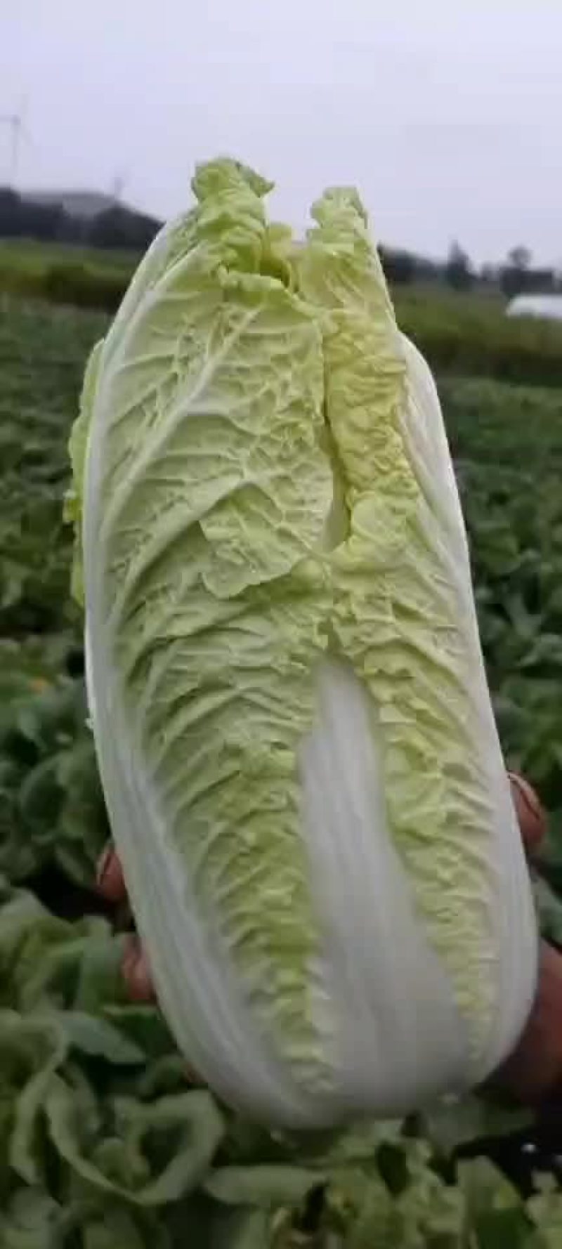 娃娃菜