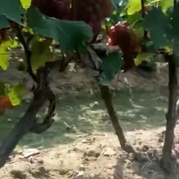 曲阜市巨峰葡萄