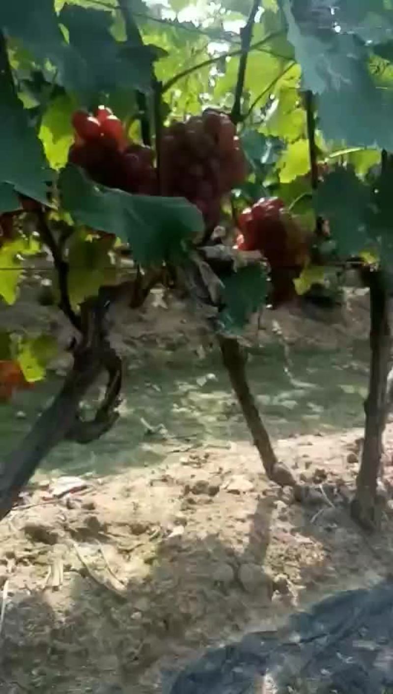 曲阜市巨峰葡萄