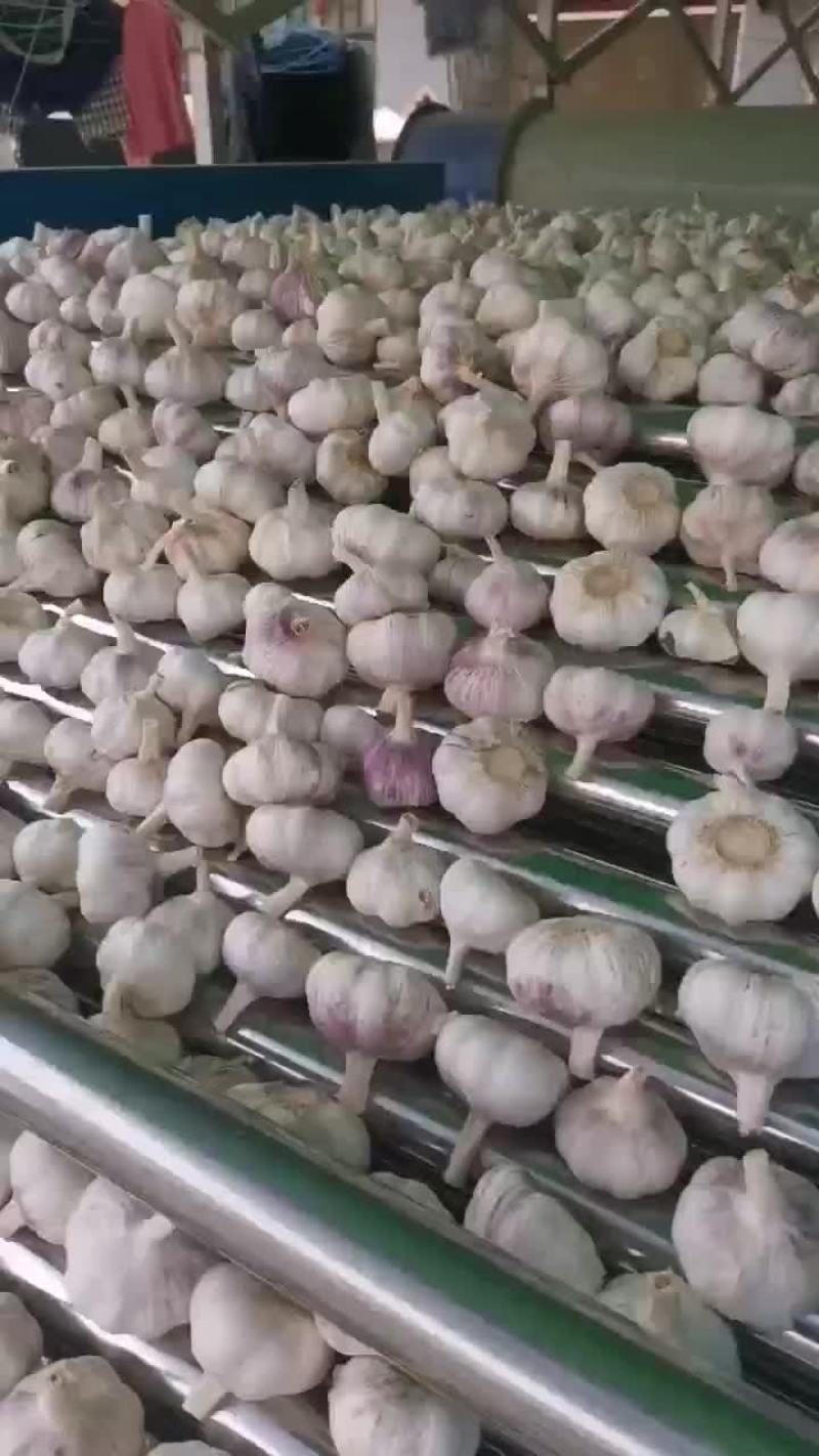邳州精品大蒜