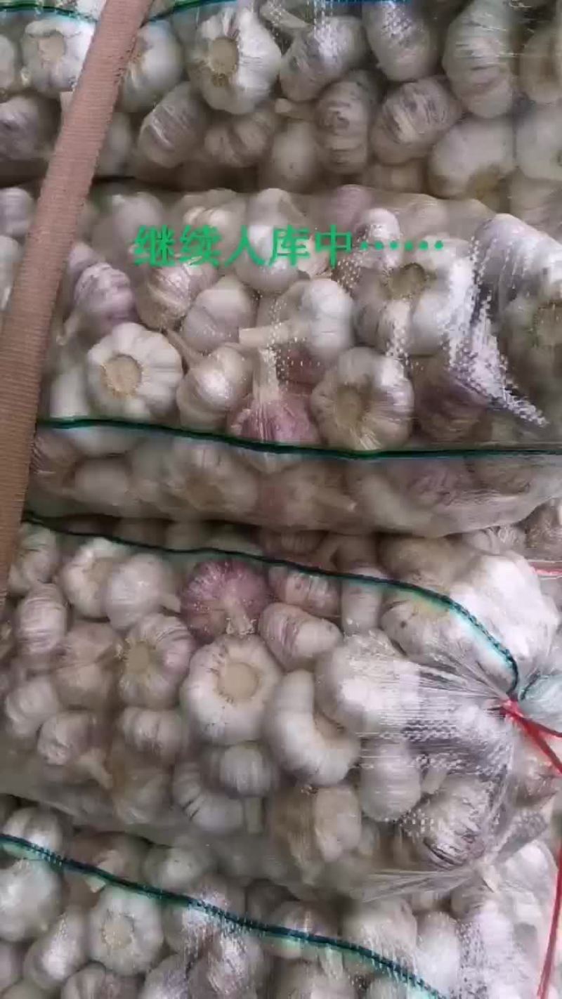 邳州精品大蒜