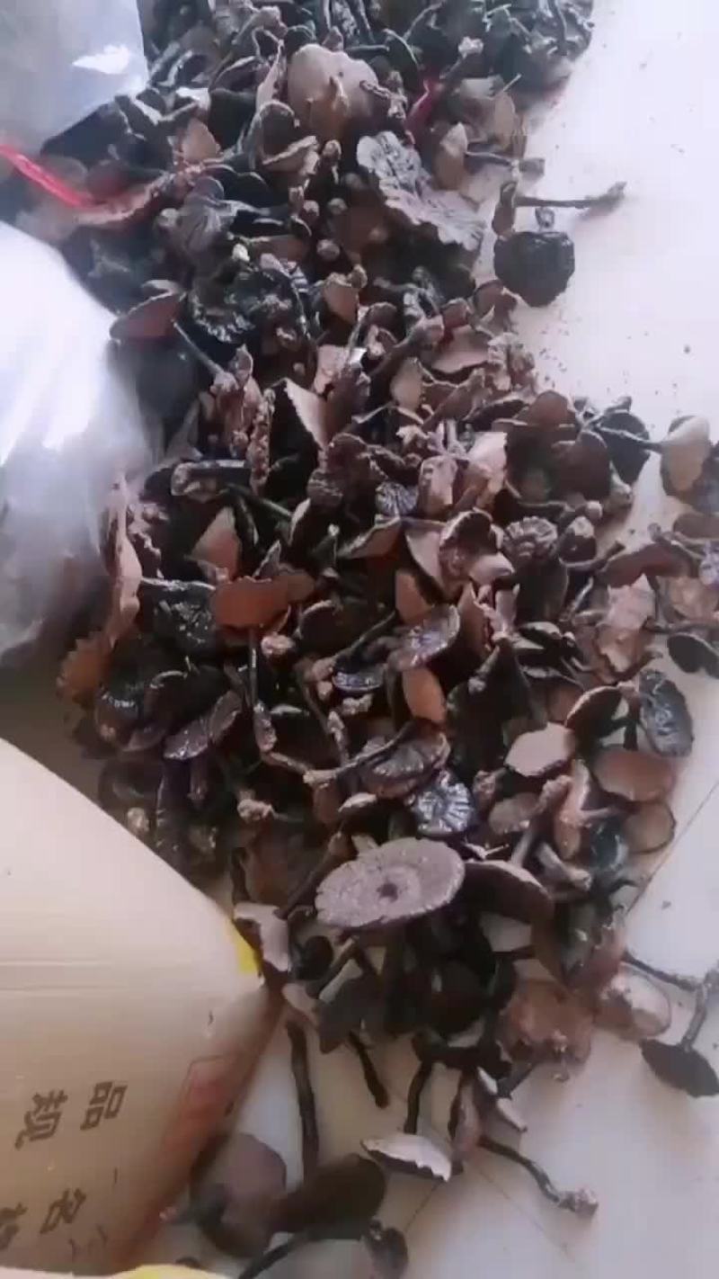 桂林深山生态灵芝，一手货源，欢迎老板咨询