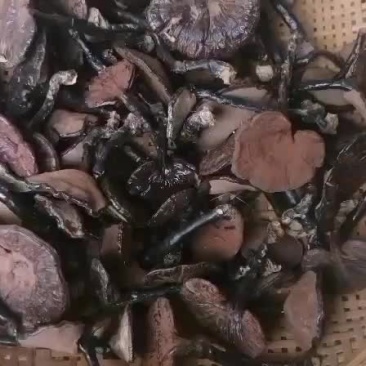 桂林深山生态灵芝，一手货源，欢迎老板咨询