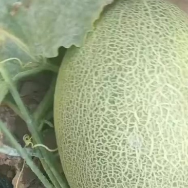 蜜瓜