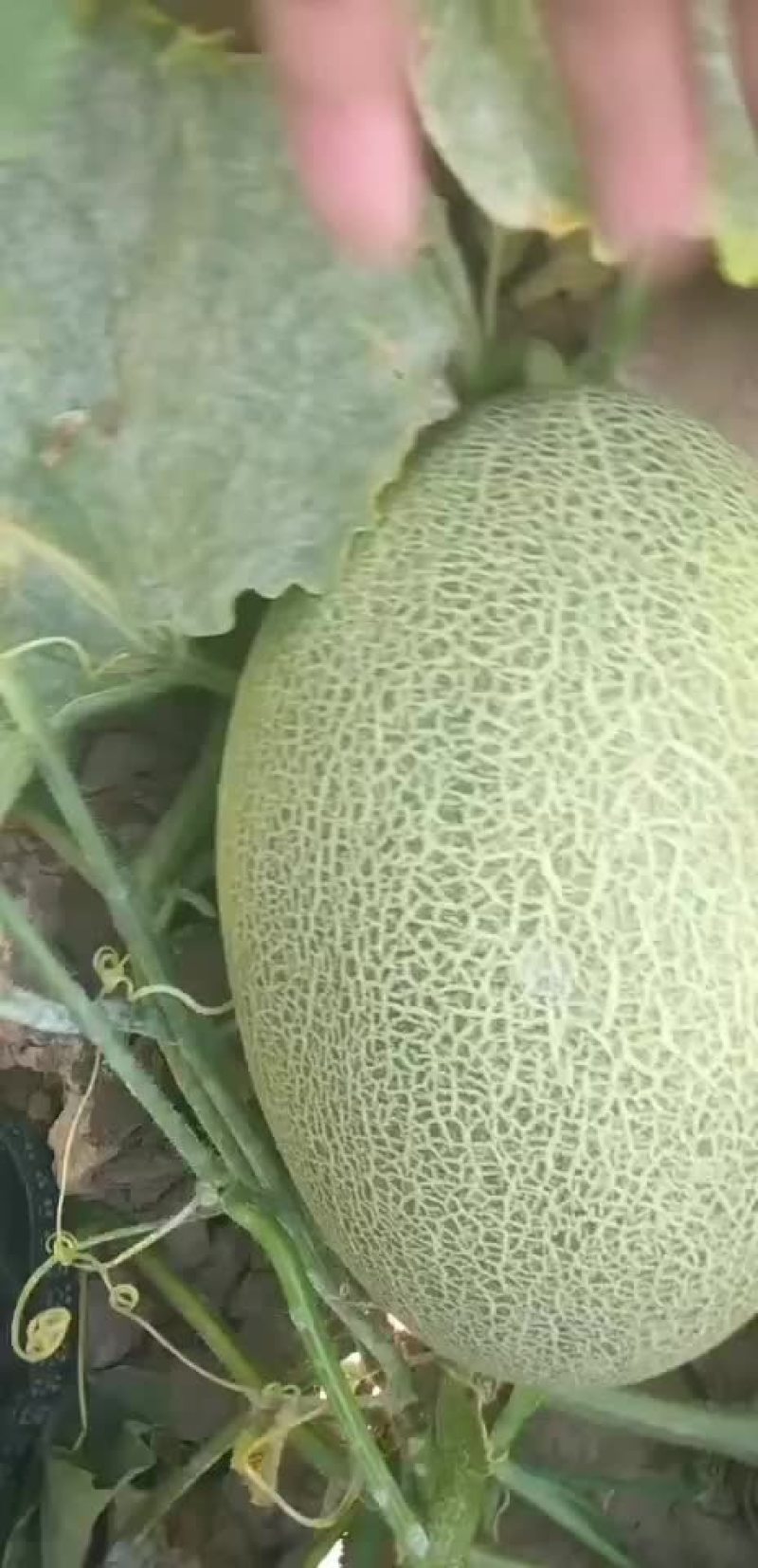 蜜瓜