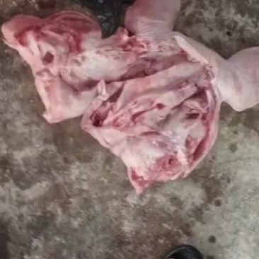 鲜猪头
