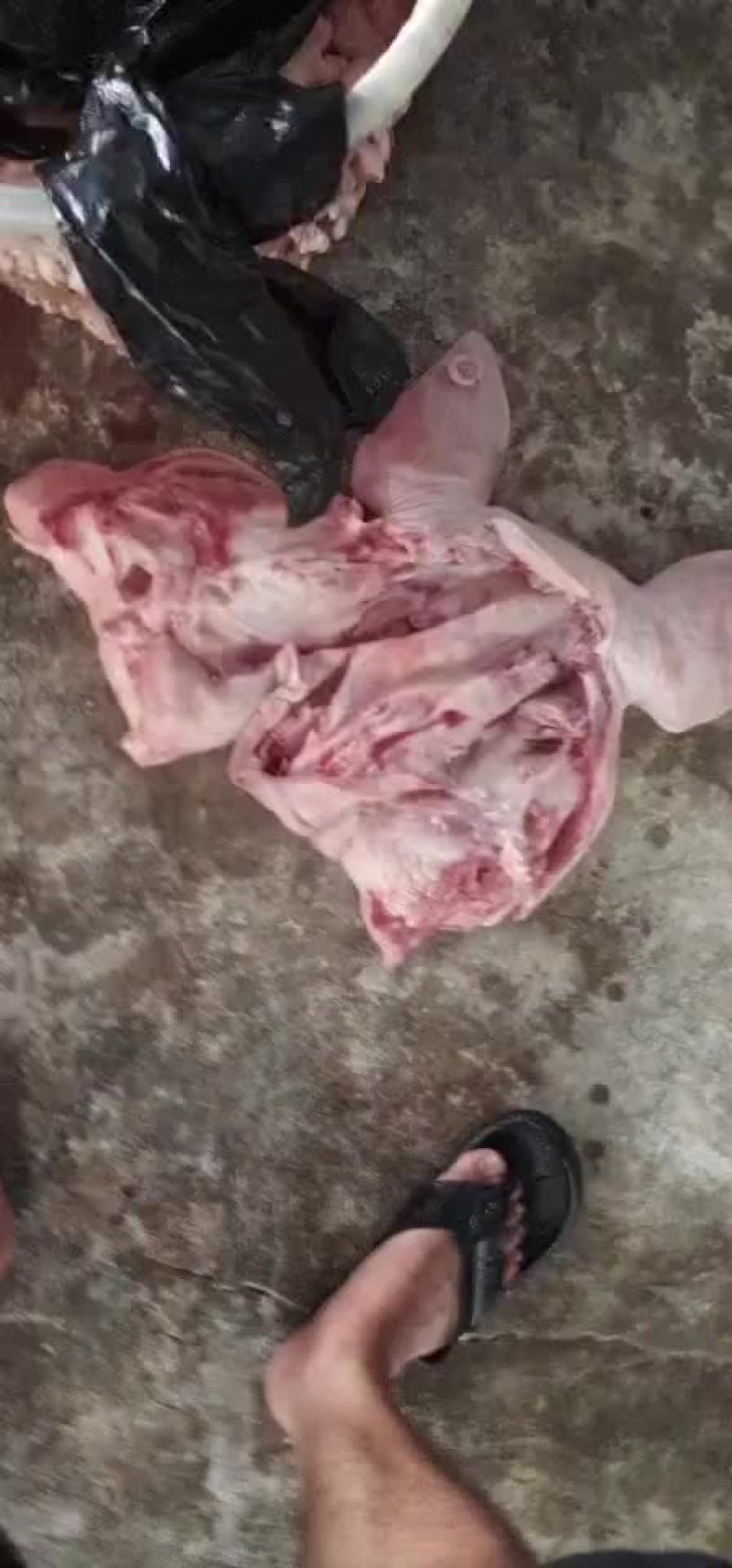 鲜猪头