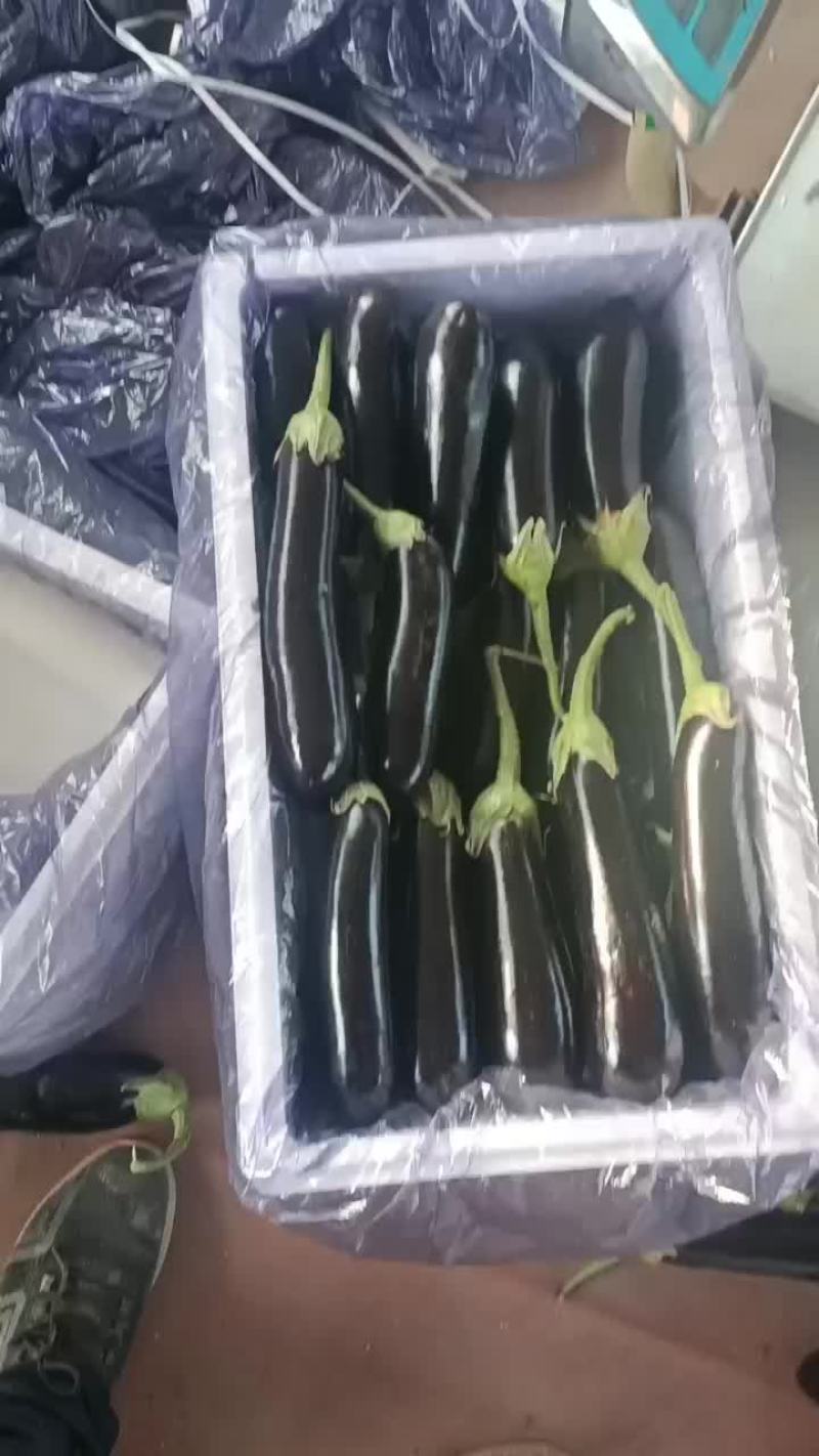 茄子