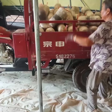 出菇菌包