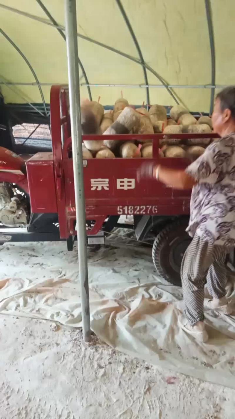 出菇菌包