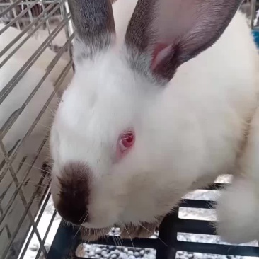伊拉种兔