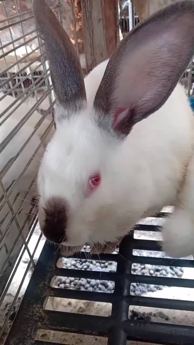 伊拉种兔