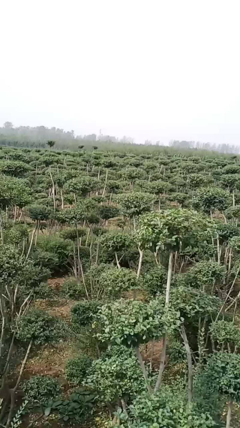 精品小叶女贞造型