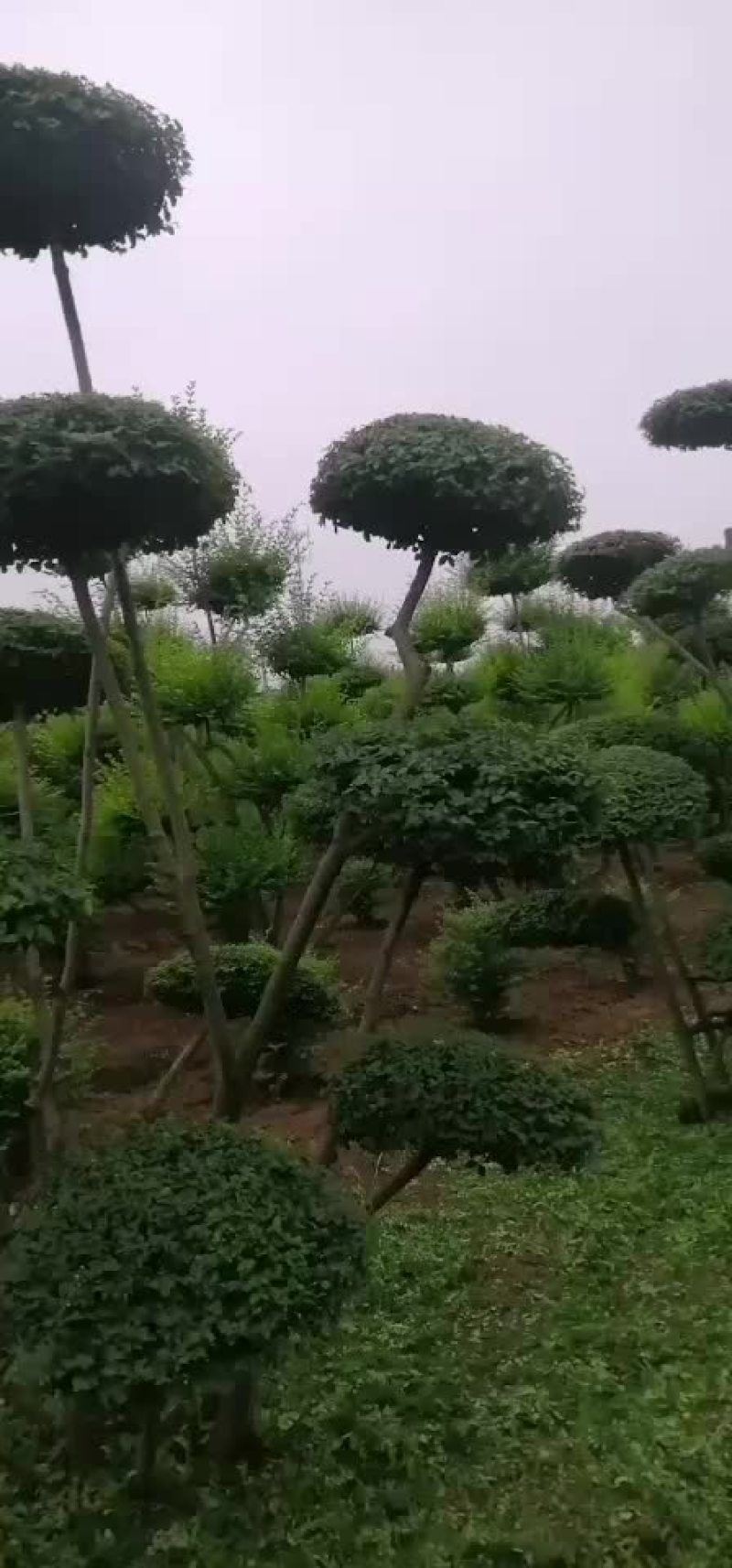 精品小叶女贞造型