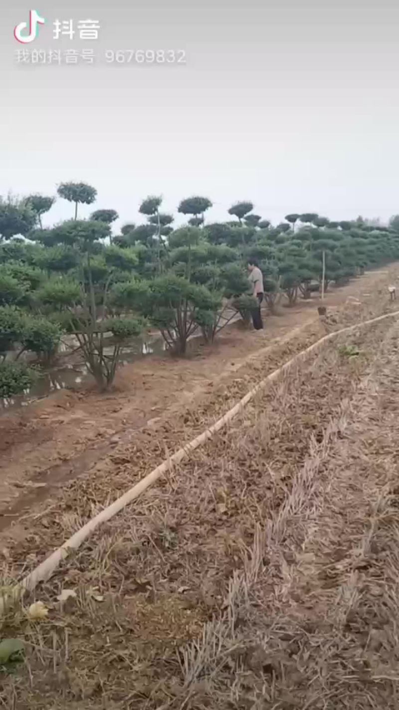 精品小叶女贞造型