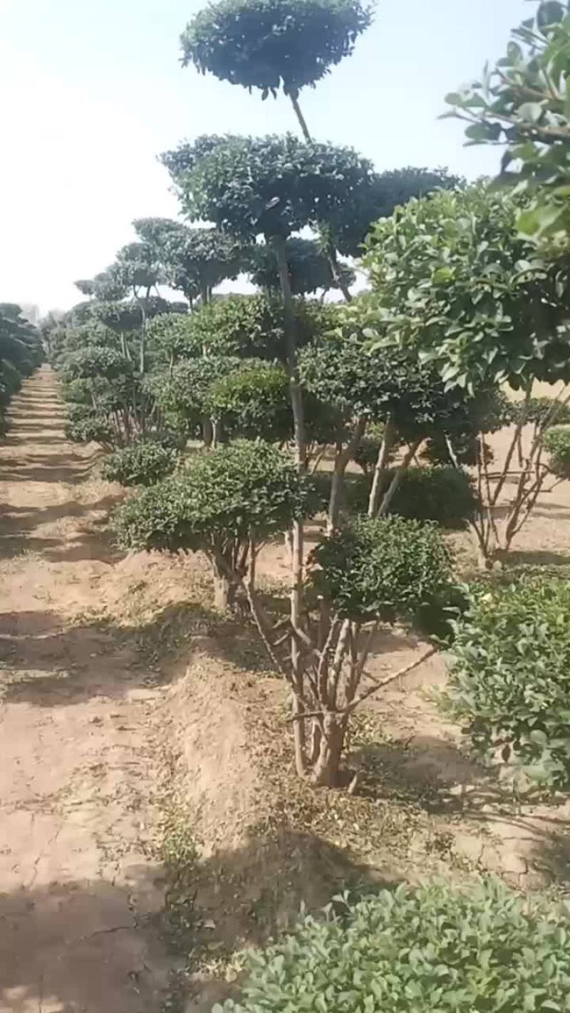 精品小叶女贞造型