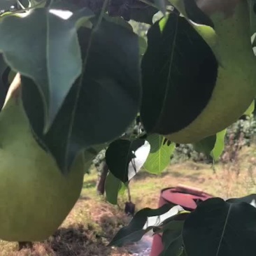 北镇大茄梨质量杠杠好