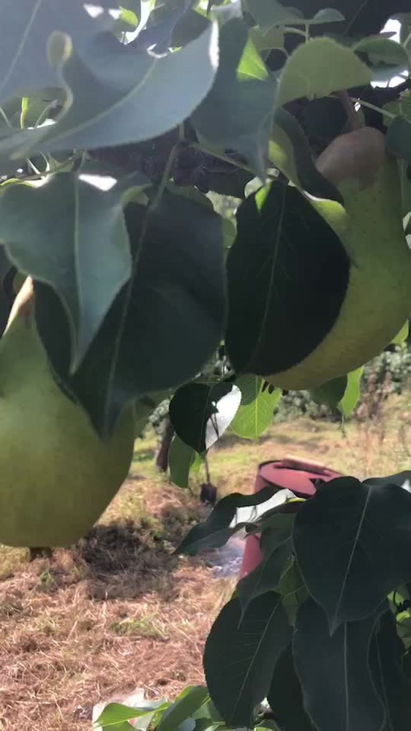 北镇大茄梨质量杠杠好