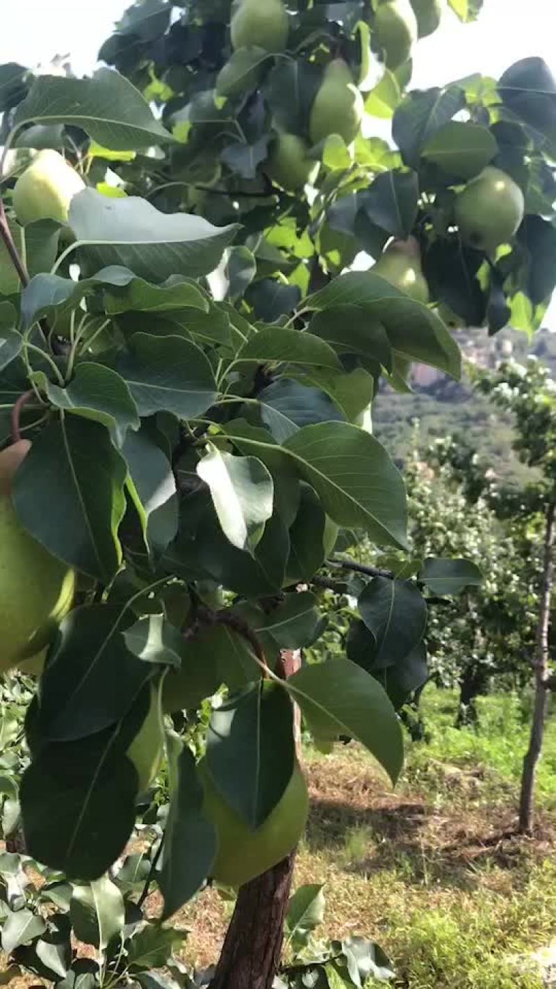 北镇大茄梨质量杠杠好