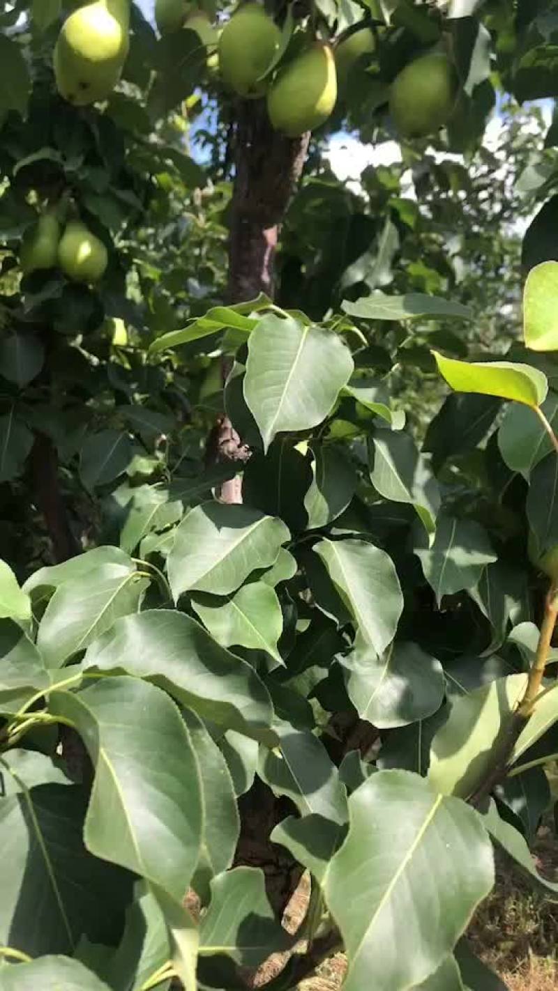 北镇大茄梨质量杠杠好
