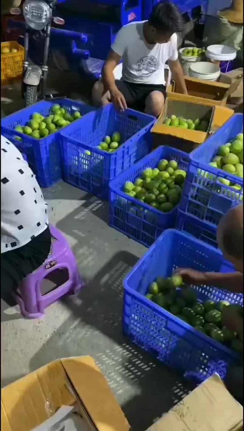 每天出货几千斤
