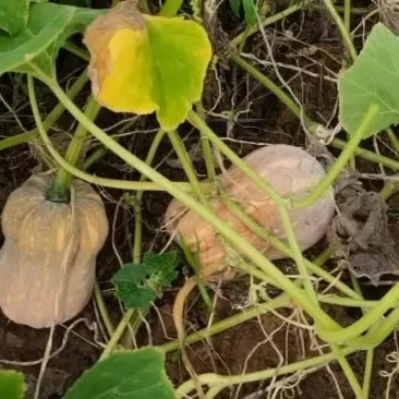 小金香南瓜