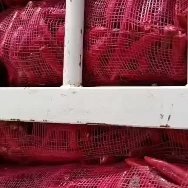 精品高辣天宇