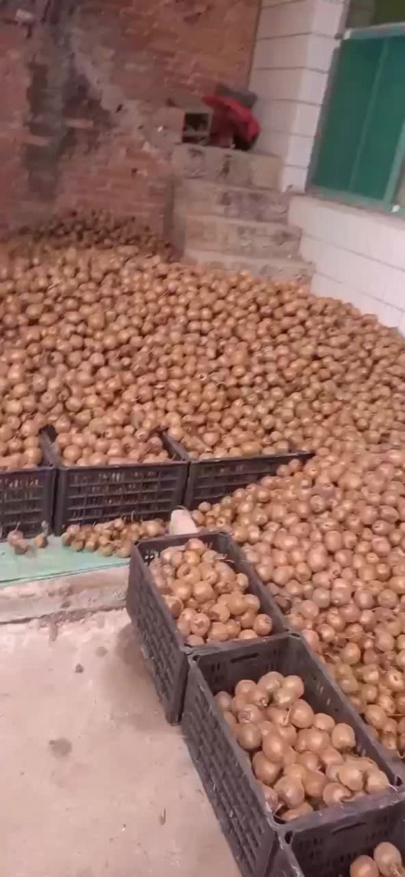 陕西眉县绿心徐香猕猴桃